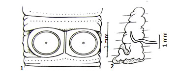 Pheretima campanoporophorata